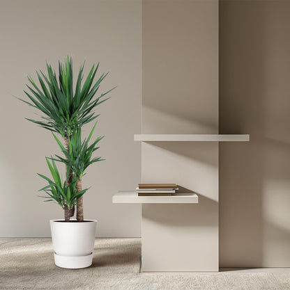 XL kamerplant - Yucca Elephantipes - Pot Ø 24cm Hoogte ↕ 140cm