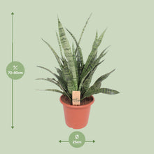 Kamerplant - Sansevieria Diamond Green - Pot Ø 25cm Hoogte ↕ 80cm