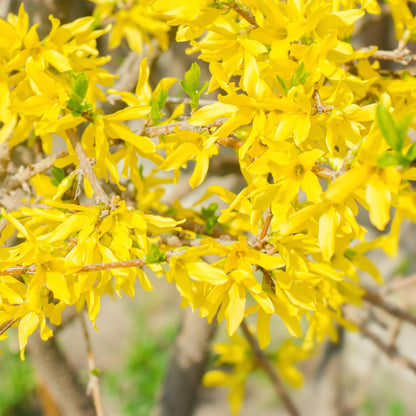 Buitenplant - Forsythia intermedia 'Goldrauch' - Bloeiend - Pot Ø 17cm Hoogte ↕ 45cm
