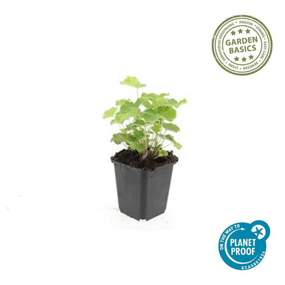Buitenplant 48x Alchemilla mollis - Bloeiend - Pot Ø 9cm Hoogte ↕ 10-25cm