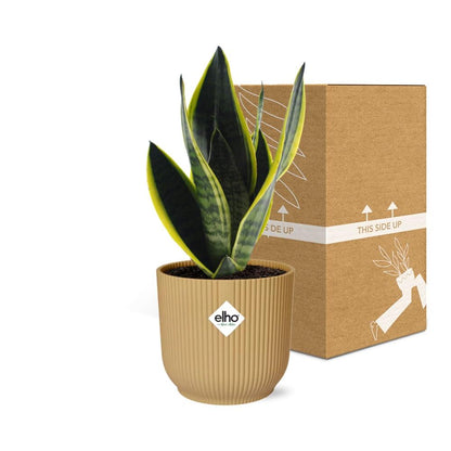 Kamerplant - Sansevieria Futura Superba - Pot Ø 14cm Hoogte ↕ 40cm