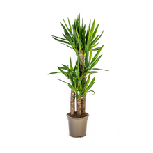 XL kamerplant - Yucca Elephantipes - Pot Ø 21cm Hoogte ↕ 90-110cm