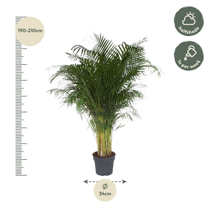 Kamerplant - Dypsis Lutescens (Areca Palm) - Hoogte ↕ 12-230cm