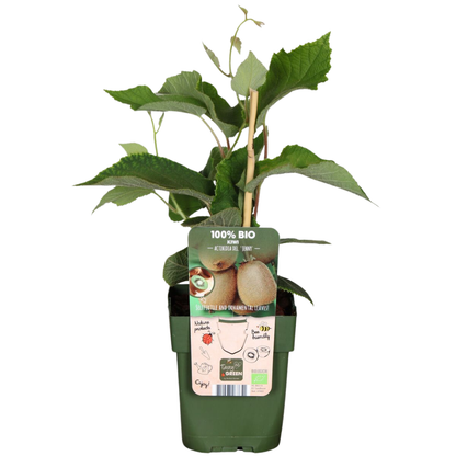 Buitenplant 3x Biologische kiwiplanten - Pot Ø 13cm Hoogte ↕ 20cm