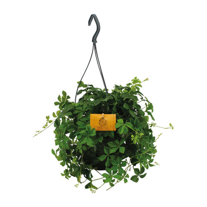 Kamerplant - Parthenocissus Striatha Hang - Pot Ø 15cm Hoogte ↕ 15cm