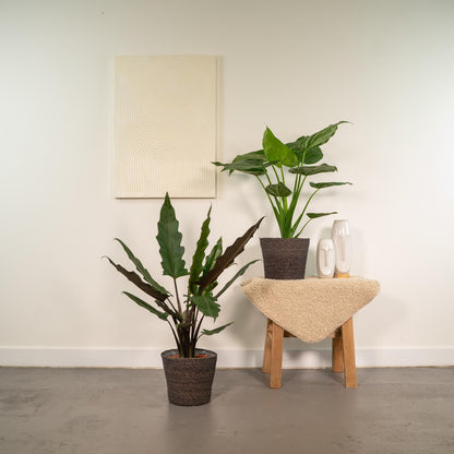 Kamerplant - Alocasia Cucullata + Alocasia Lauterbachiana - Inclusief siermand - Pot Ø 19cm Hoogte ↕ 60-75cm
