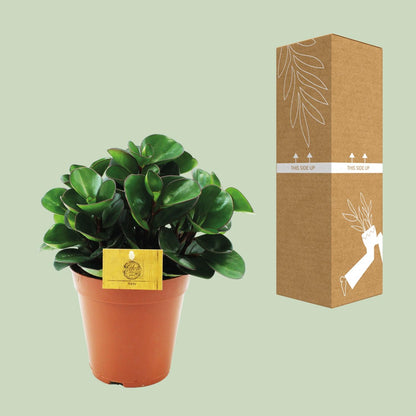Kamerplant - Peperomia Burning Bush - Pot Ø 15cm Hoogte ↕ 25cm