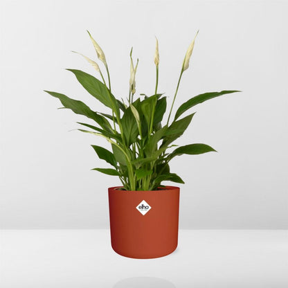 Kamerplant - Spathiphyllum Torelli - Met sierpot - Pot Ø 12cm