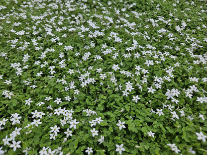 Buitenplant 48x Isotoma fluviatilis 'Alba' - Pot Ø 9cm Hoogte ↕ 10-25cm