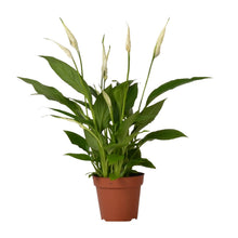 Kamerplant - Spathiphyllum Bingo Cupido - Pot Ø 12cm Hoogte ↕ 45cm