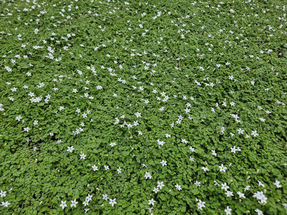 Buitenplant 48x Isotoma fluviatilis 'Alba' - Pot Ø 9cm Hoogte ↕ 10-25cm