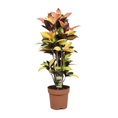 Kamerplant - Codiaeum Mrs Iceton - Pot Ø 27cm Hoogte ↕ 80cm