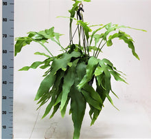 Kamerplant - Epiphyllum Oxypetalum - Bloeiend - Pot Ø 25cm Hoogte ↕ 70cm