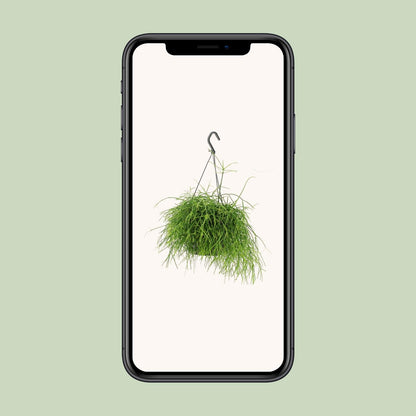 Kamerplant - Rhipsalis Oasis - Pot Ø 17cm Hoogte ↕ 25cm