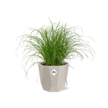 Kamerplant - Cyperus Alternifolius 'Zumula' - Pot Ø 14cm