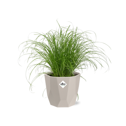 Kamerplant - Cyperus Alternifolius 'Zumula' - Pot Ø 14cm