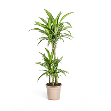 Kamerplant - Dracaena Deremensis White Stripe - Luchtzuiverend - Pot Ø 21cm Hoogte ↕ 90-110cm