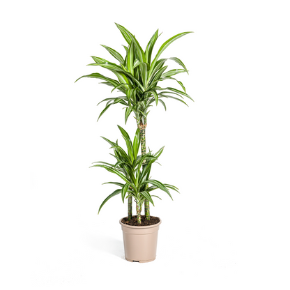 Kamerplant - Dracaena Deremensis White Stripe - Luchtzuiverend - Pot Ø 21cm Hoogte ↕ 90-110cm