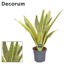Kamerplant - Sansevieria Aubrytiana Lauren - Pot Ø 17cm Hoogte ↕ 70cm