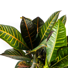 Kamerplant - Codiaeum 'Croton' Petra - Pot Ø 21cm Hoogte ↕ 60-80cm