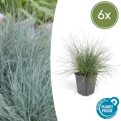 Buitenplant 6x Festuca glauca 'Elijah Bleu' - Pot Ø 9cm Hoogte ↕ 10-25cm