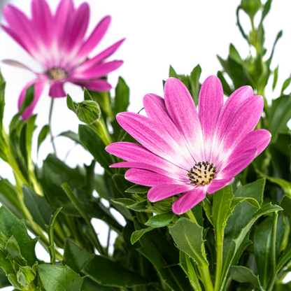 Buitenplant 8x Osteospermum Ecklonis Pink - Bloeiend - Pot Ø 12cm Hoogte ↕ 20cm