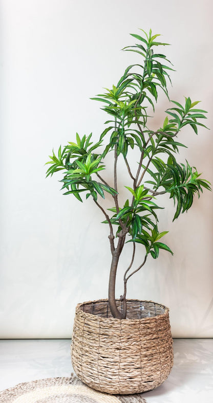 Kunstplant XL - Dracaena Drakenboom - Hoogte ↕ 190cm