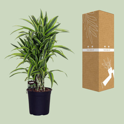 Kamerplant - Dracaena Fragrans 'Lemon Lime' - Pot Ø 24cm Hoogte ↕ 100cm