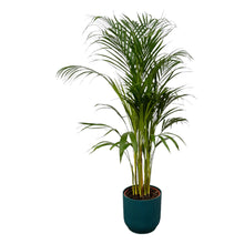 XL kamerplant - Areca Palm - Inclusief Blauwe Pot D22xH20 - Pot Ø 21cm Hoogte ↕ 110cm