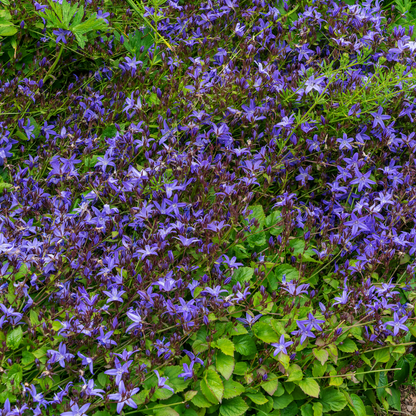 Buitenplant 48x Campanula poscharskyana - Bloeiend - Pot Ø 9cm Hoogte ↕ 10-25cm