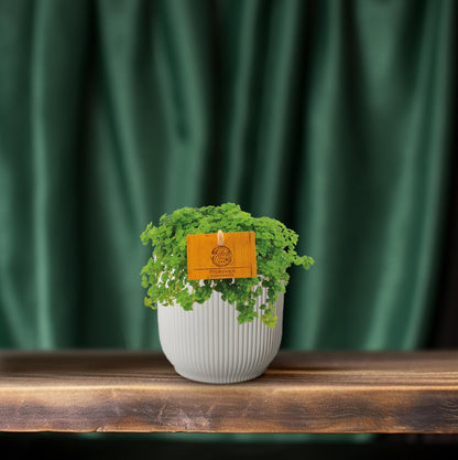Kamerplant - Pilea Depressa - Pot Ø 10,5cm Hoogte ↕ 15cm
