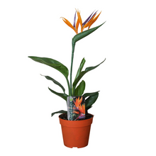 Kamerplant - Strelitzia Reginae - Pot Ø 13cm Hoogte ↕ 35cm