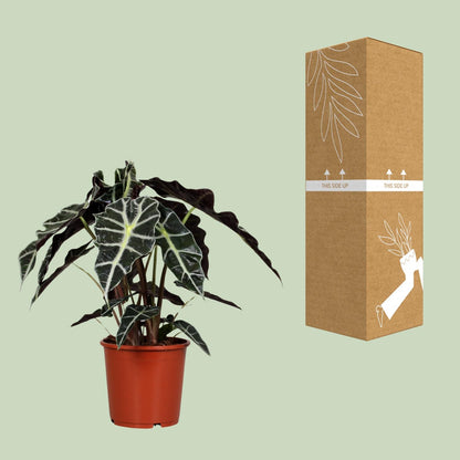 Kamerplant - Alocasia Polly - Pot Ø 17cm Hoogte ↕ 45cm