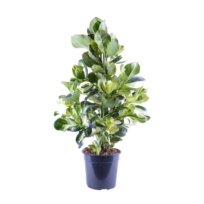 Kamerplant - Clusia Rosea White Star - Pot Ø 24cm Hoogte ↕ 95cm