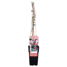 Buitenplant 3x Lonicera periclymenum 'Belgica' - Bloeiend - Pot Ø 15cm Hoogte ↕ 65cm