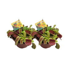 Kamerplant 2x Dionaea Muscipula - Pot Ø 12cm Hoogte ↕ 12cm