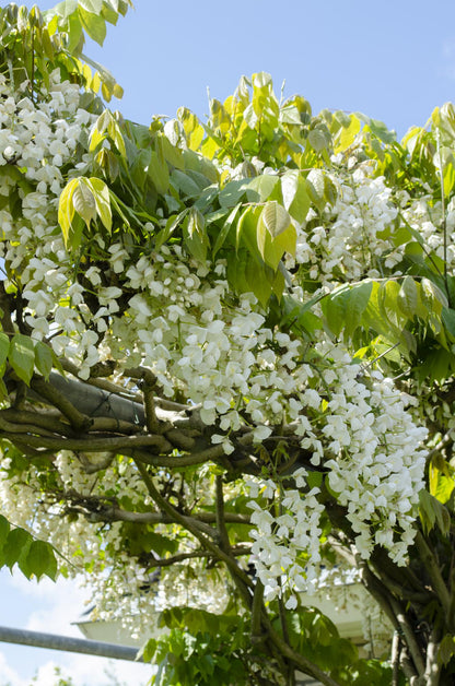 Buitenplant - Wisteria floribunda Alba - Bloeiend - Pot Ø 15cm Hoogte ↕ 65cm