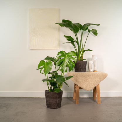 Kamerplant - Strelitzia Nicolai ↕ 85cm + Monstera Deliciosa ↕ 75cm - Pot Ø 19-21cm