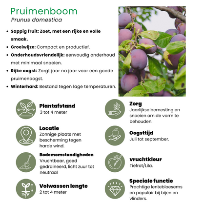 Buitenplant 4x Biologische Fruitbomen - Appel, Peer, Kers en Pruim - Pot Ø 20cm Hoogte ↕ 60cm