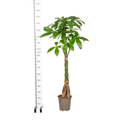 XL kamerplant - Pachira Aquatica - Pot Ø 24cm Hoogte ↕ 120-140cm