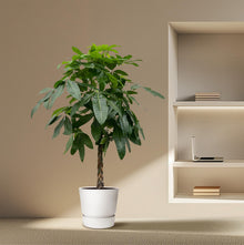 Kamerplant - Pachira Aquatica - Hoogte ↕ 35-160cm