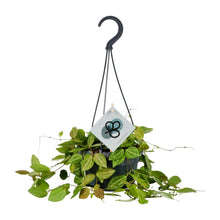 Kamerplant - Dischidia Ovata - Pot Ø 14cm Hoogte ↕ 40cm