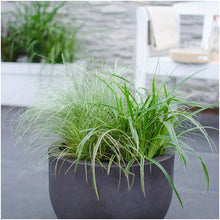 Buitenplant 3x Carex comans 'Frosted Curls' - Pot Ø 14cm Hoogte ↕ 25cm