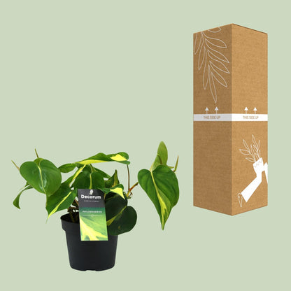 Kamerplant - Philodendron Brasil Scandens - Pot Ø 12cm Hoogte ↕ 20cm
