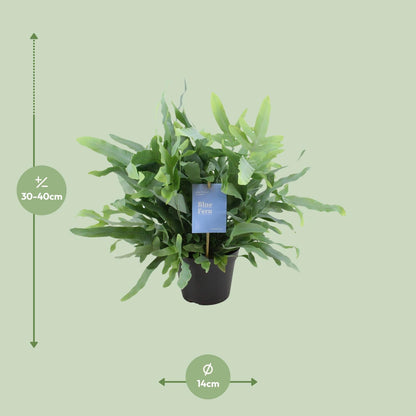 Kamerplant - Phlebodium Blue Fern - Pot Ø 14cm Hoogte ↕ 40cm