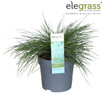 Buitenplant - Festuca glauca Azura Blue - Pot Ø 19cm Hoogte ↕ 40cm