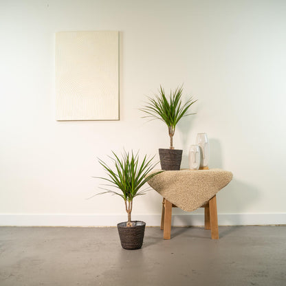 Kamerplant 2x Dracaena - Pot Ø 14cm Hoogte ↕ 60cm