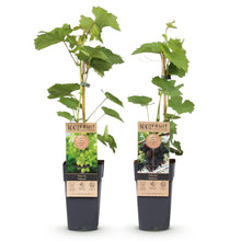 Buitenplant 2x Vitis vinifera 'Vanessa' & 'Himrod' - Pitloze druif - Pot Ø 15cm Hoogte ↕ 50cm