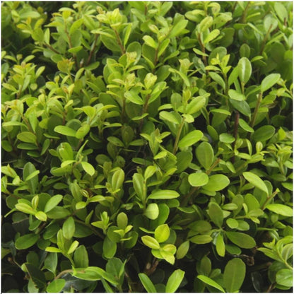 Buitenplant 48x Ilex crenata 'Jenny' - Winterhard - Pot Ø 7cm Hoogte ↕ 15cm