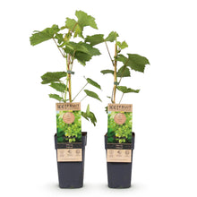 Buitenplant 2x Vitis vinifera Himrod - Witte Druif Pitloos - Pot Ø 15cm Hoogte ↕ 50cm